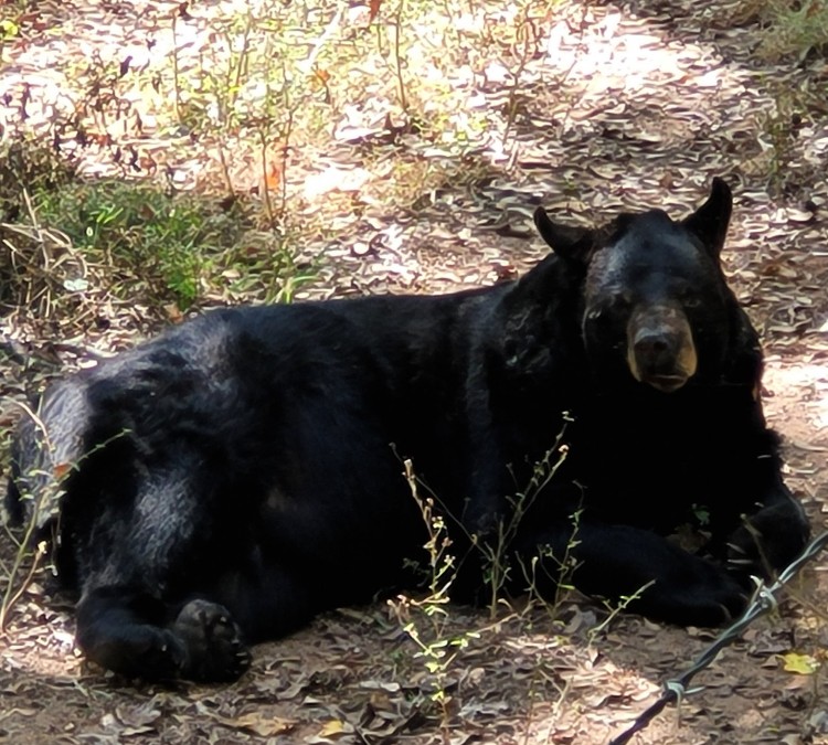 Bear Hollow Zoo (Athens,&nbspGA)